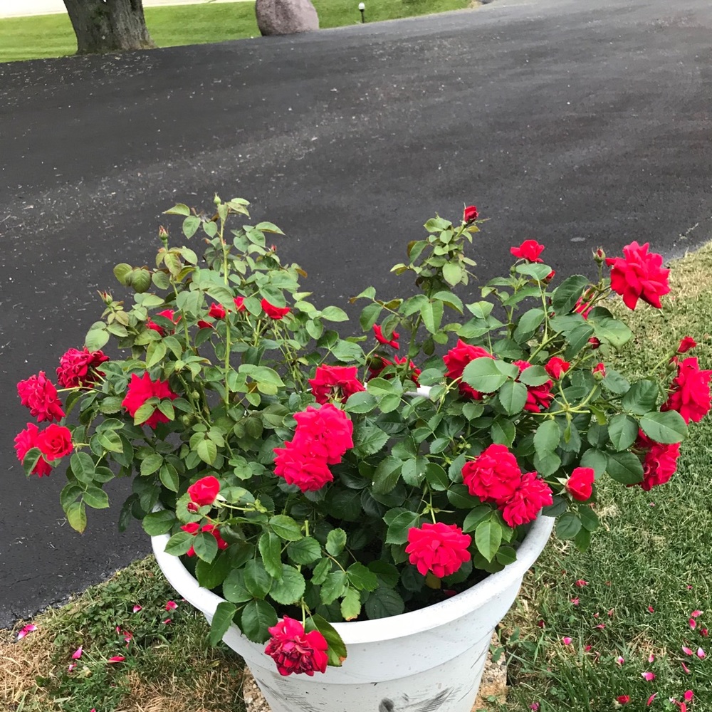 Meet your Posher, Marina